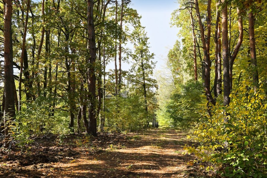 Warszawa, Wawer Radość, Podmokła, Rezydencja 375 m2 wśród sosen – Wawer, dzi. 2500