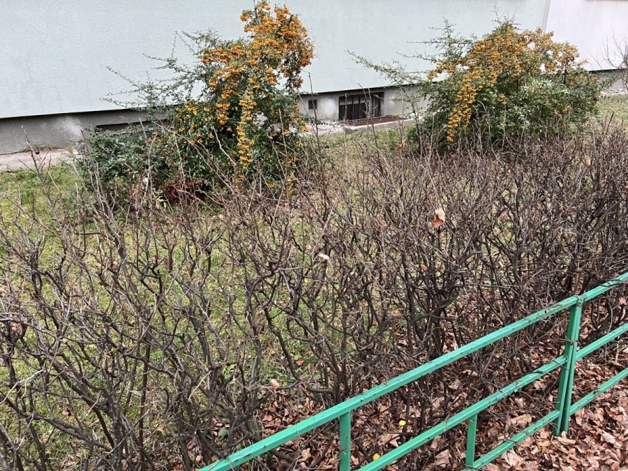 Warszawa, Bielany Piaski, Jana Kochanowskiego, Mieszkanie 3-pokojowe od zaraz. Warszawa Bielany