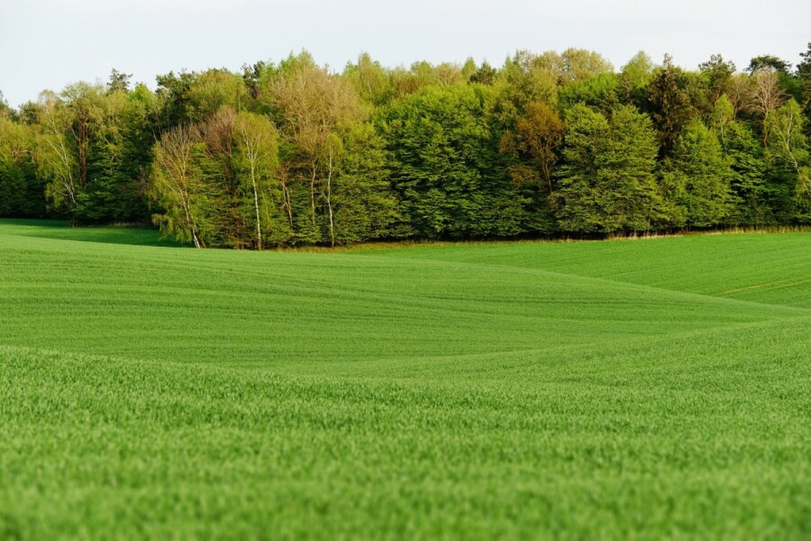 Warszawa, Wawer, PnB/Jednorodzinna/czworaki/1200PUM/Media/Droga