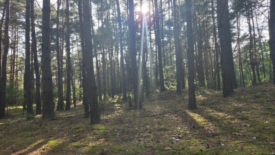 powiat nowodworski, Czosnów, Pańska, działka leśna tylko 20 min od Warszawy