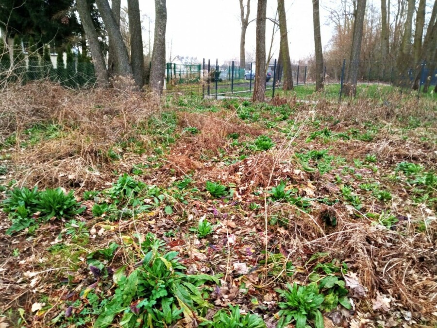 Warszawa, Białołęka, Poręby, 1230m2 Białołęka ul. Poręby grunt objęty MPZP
