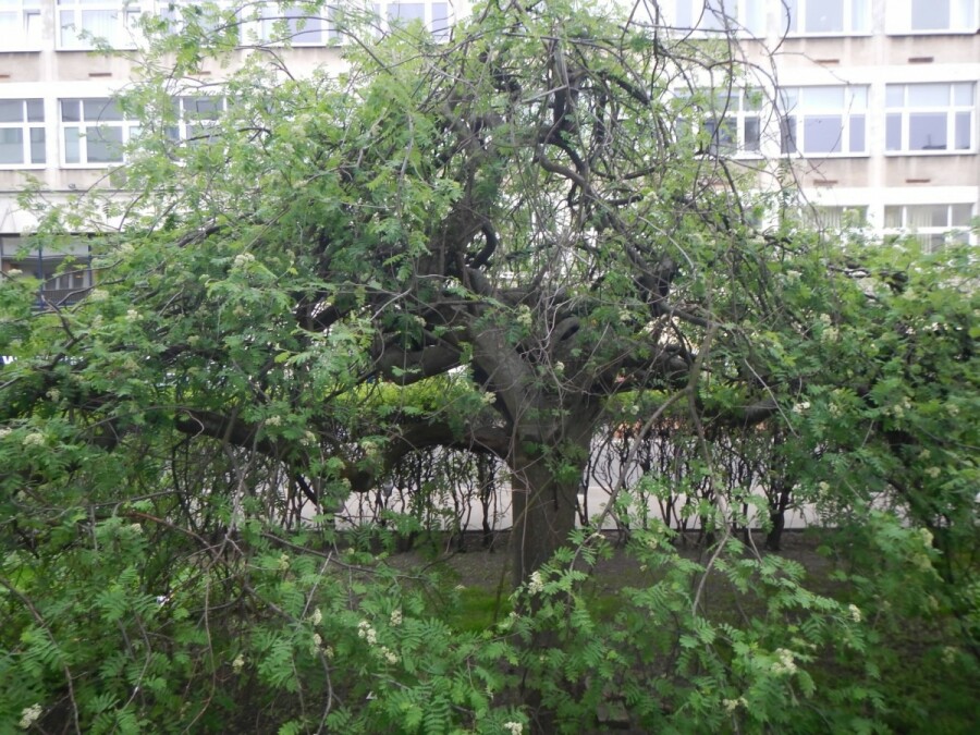 Warszawa, Śródmieście, Świętojerska, Dwupokojowe z oddzielną kuchnią Świętojerska