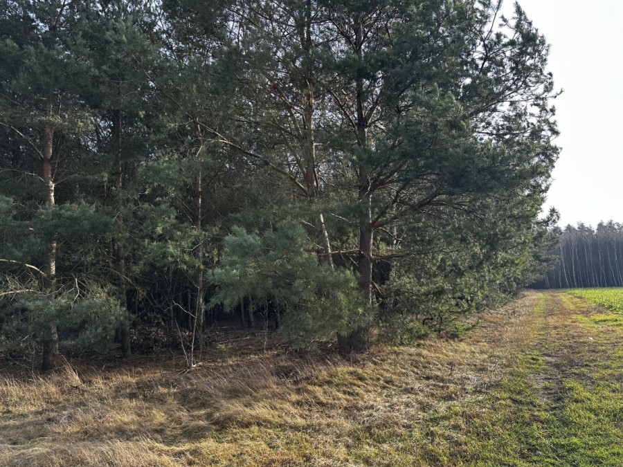 powiat nowodworski, Borkowo, Polna, Piękna działka w Borkowie przy ul. Polnej