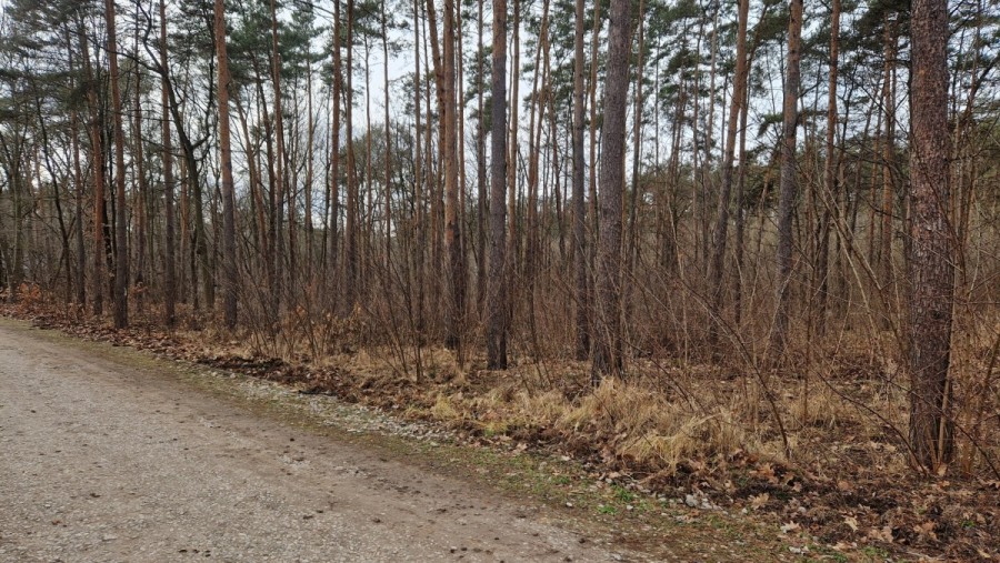 Łomianki, Dąbrowa Leśna, Leśnych Dębów, Działka budowlana w Łomiankach. Otulinia Kampinosu