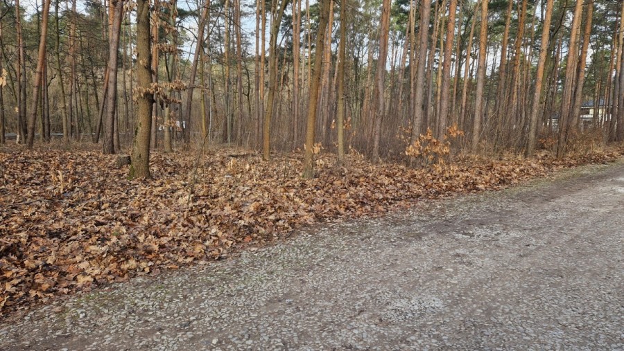 Łomianki, Dąbrowa Leśna, Leśnych Dębów, Działka budowlana w Łomiankach. Otulinia Kampinosu