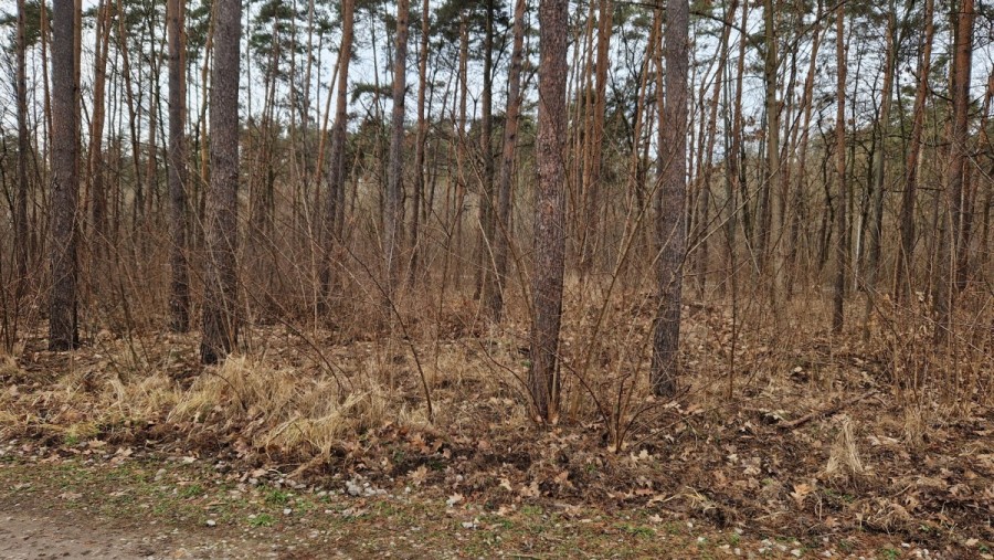 Łomianki, Dąbrowa Leśna, Leśnych Dębów, Działka budowlana w Łomiankach. Otulinia Kampinosu